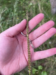 Triglochin maritima