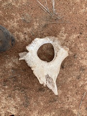 Camelus dromedarius