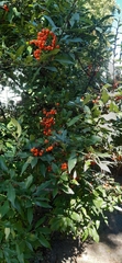 Pyracantha