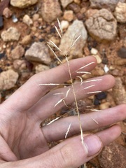 Sporobolus actinocladus