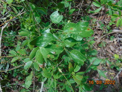 Smilax bona-nox
