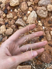 Sporobolus actinocladus