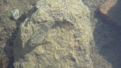 Gobius cobitis