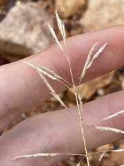 Sporobolus actinocladus