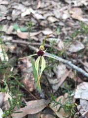 Caladenia longiclavata