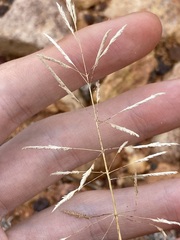 Sporobolus actinocladus