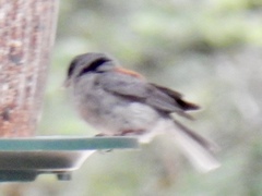 Junco hyemalis dorsalis
