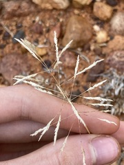 Sporobolus actinocladus