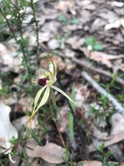 Caladenia longiclavata
