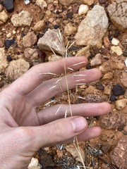 Sporobolus actinocladus