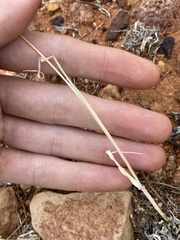Sporobolus actinocladus