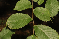Ulmus glabra