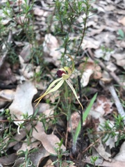 Caladenia longiclavata