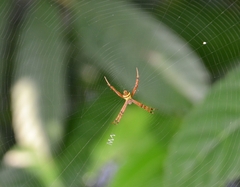 Argiope anasuja