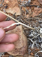 Sporobolus actinocladus