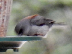Junco hyemalis dorsalis