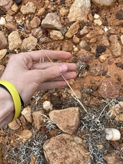 Sporobolus actinocladus