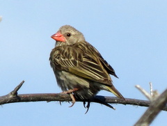 Quelea quelea lathamii