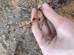Cheilanthes sieberi sieberi