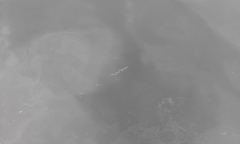 Cerebratulus marginatus