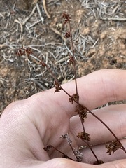 Cheilanthes sieberi sieberi
