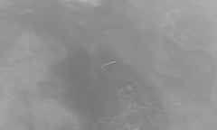 Cerebratulus marginatus