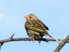 Quelea quelea lathamii