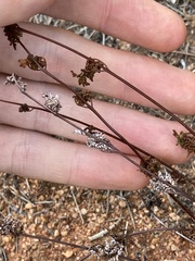 Cheilanthes sieberi sieberi