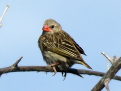 Quelea quelea lathamii