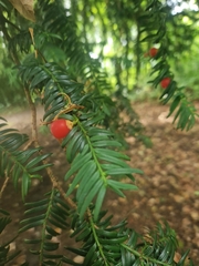 Taxus