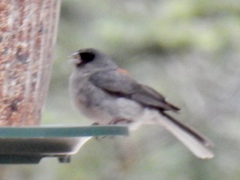 Junco hyemalis dorsalis
