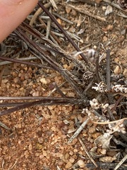 Cheilanthes sieberi sieberi