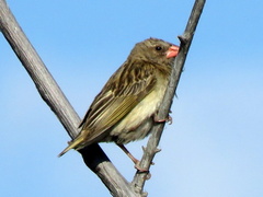 Quelea quelea lathamii