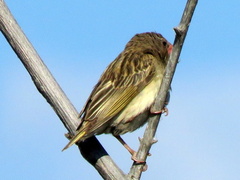 Quelea quelea lathamii