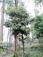 Cinnamomum