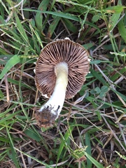 Stropharia