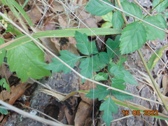 Toxicodendron radicans