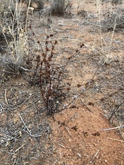Cheilanthes sieberi sieberi