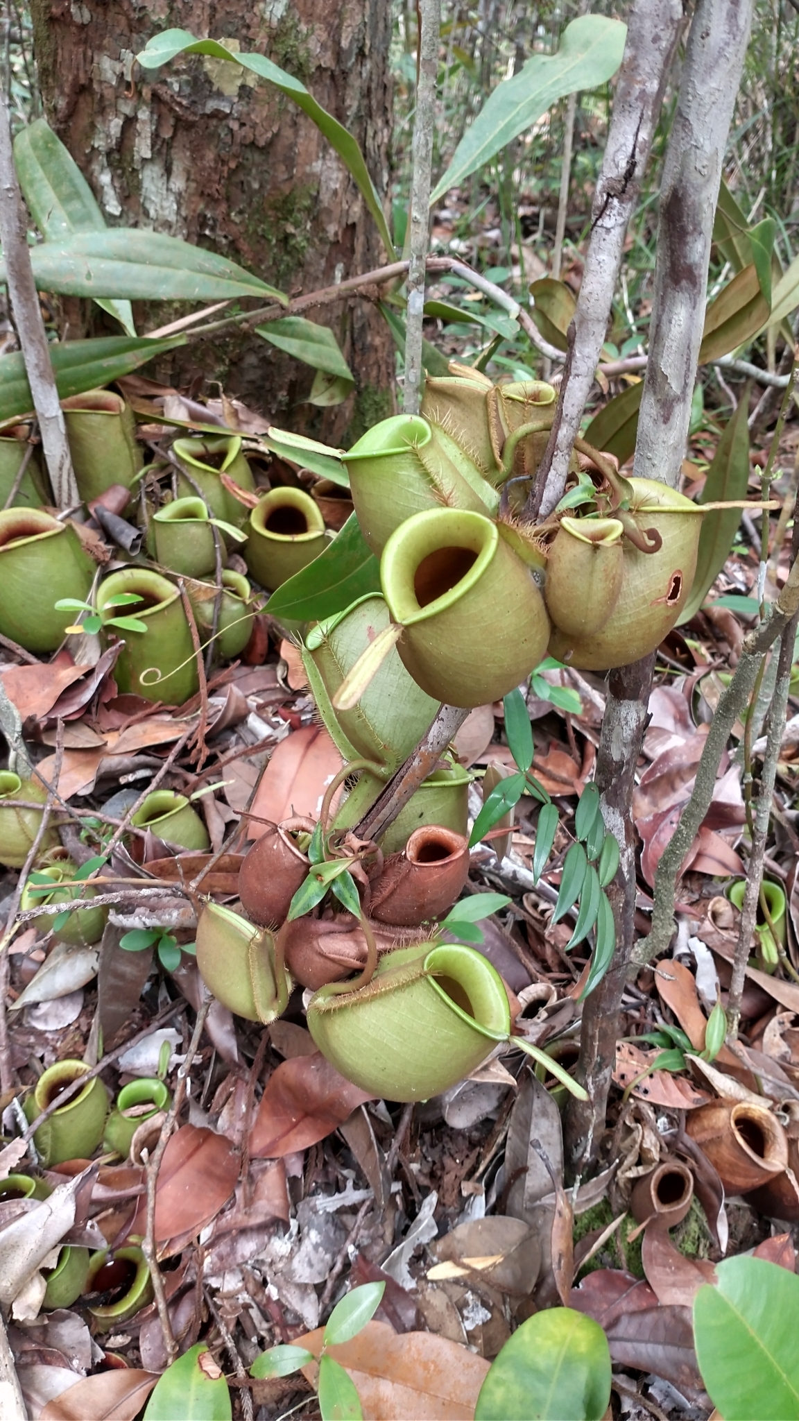 Nepenthes ampullaria