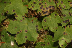 Aceria pseudoplatani