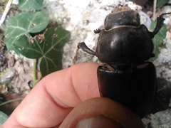 Lucanus cervus