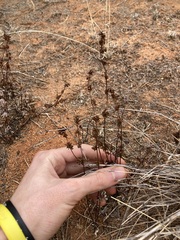 Cheilanthes sieberi sieberi