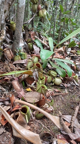 Nepenthes ampullaria