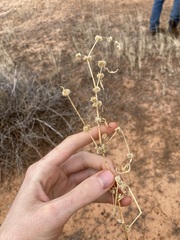 Alternanthera angustifolia