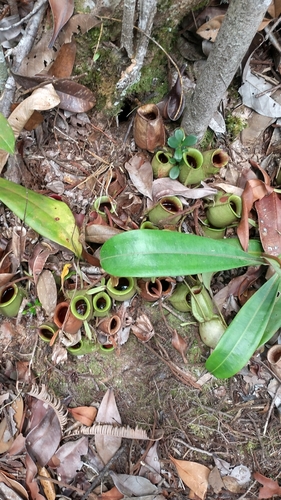 Nepenthes ampullaria