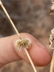 Alternanthera angustifolia