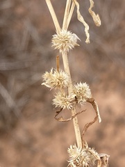 Alternanthera angustifolia