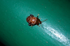 Asiophrida scaphoides