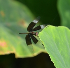 Neurothemis tullia