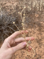 Alternanthera angustifolia